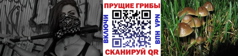 Псилоцибиновые грибы Cubensis  сколько стоит  Ковылкино 